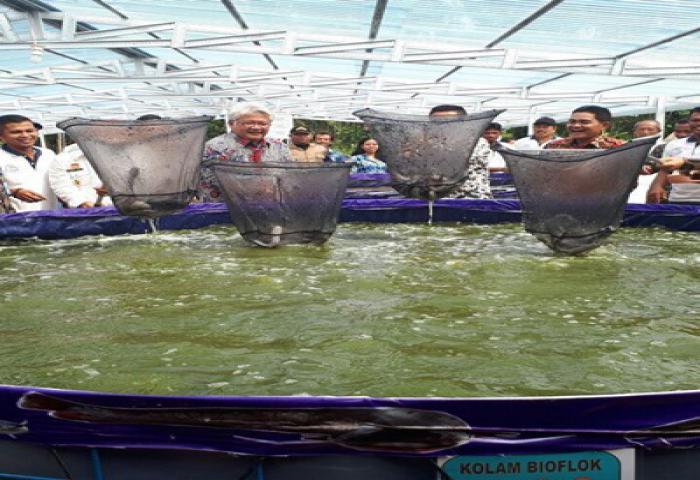 KKP Panen Lele Bioflok di Daerah Perbatasan RI - Malaysia